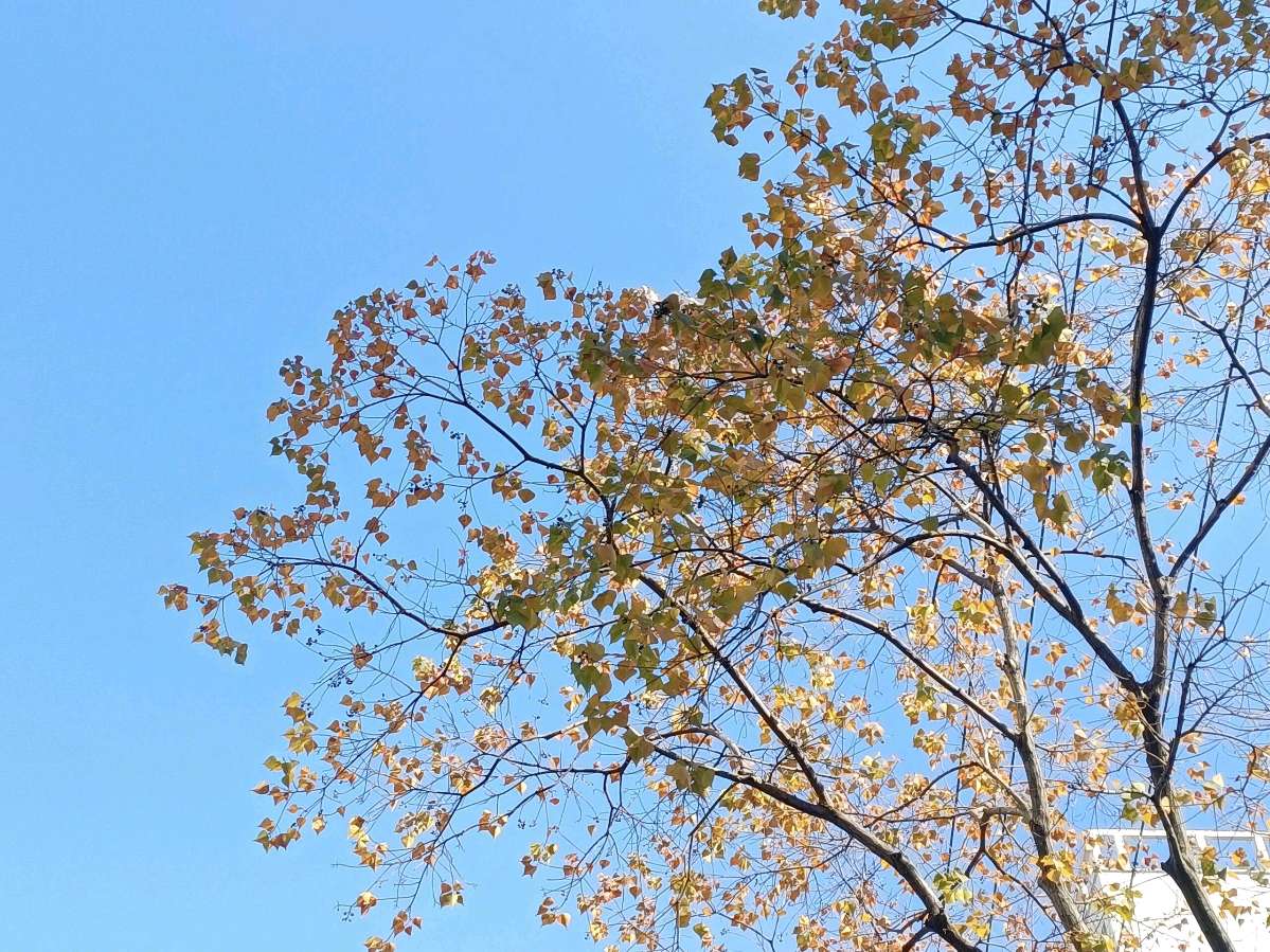 石家庄市藁城区诗词协会第131期同题诗：空枝（图7）