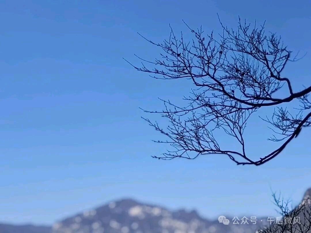 石家庄市藁城区诗词协会第131期同题诗：空枝（图8）