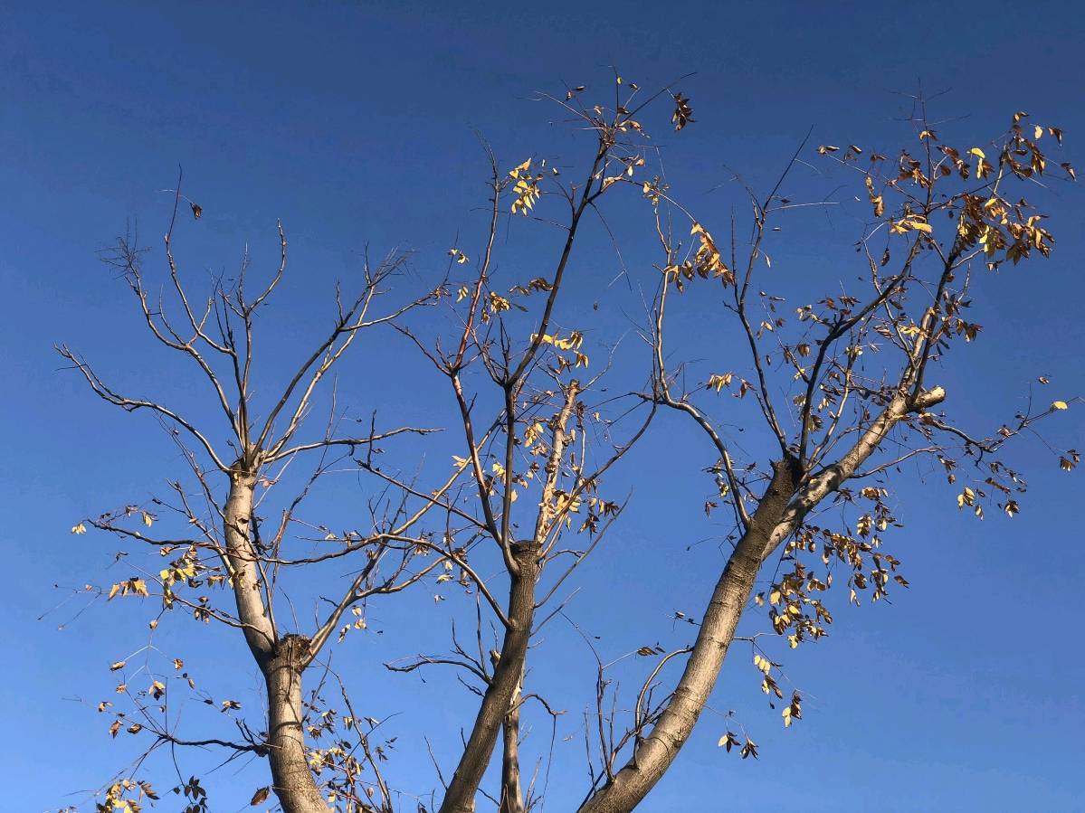 石家庄市藁城区诗词协会第131期同题诗：空枝（图5）