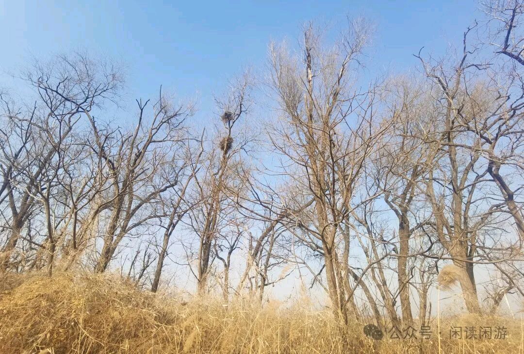 石家庄市藁城区诗词协会第131期同题诗：空枝（图12）