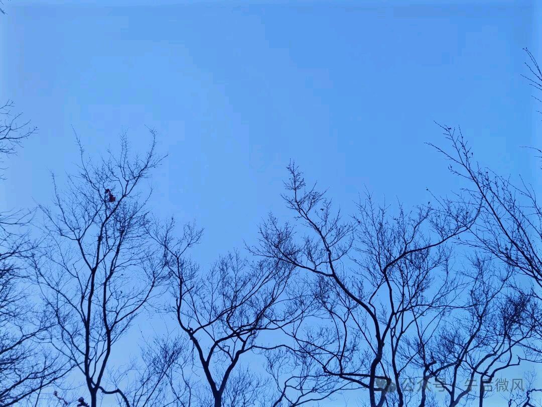 石家庄市藁城区诗词协会第131期同题诗：空枝（图9）