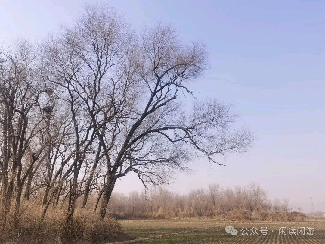 石家庄市藁城区诗词协会第131期同题诗：空枝（图13）