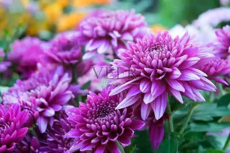 【荣耀中国】文学社*芭蕉(新韵)李俊清(甘肃)(图3)