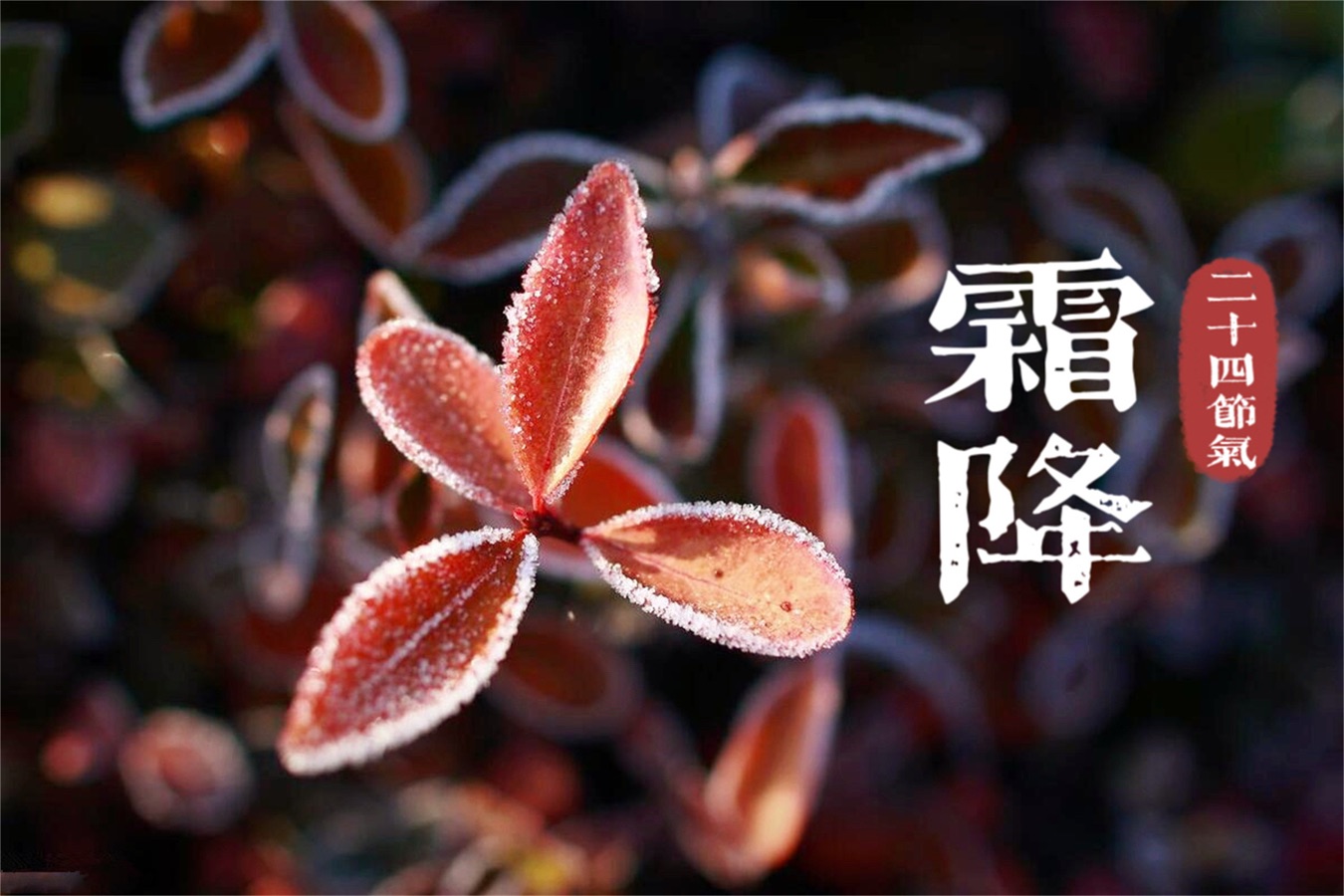 【新诗大观】霜降咏||文/张道发（图4）
