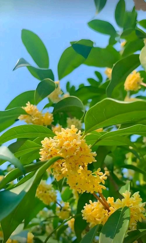 沁园春·桂花吟(苏轼格)应子根（图2）