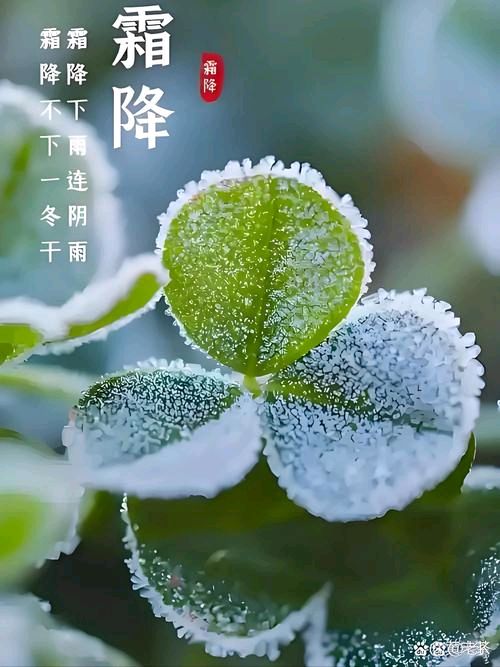 原创首发.自由体《秋尽霜来》外一首.文/郑金波（图2）
