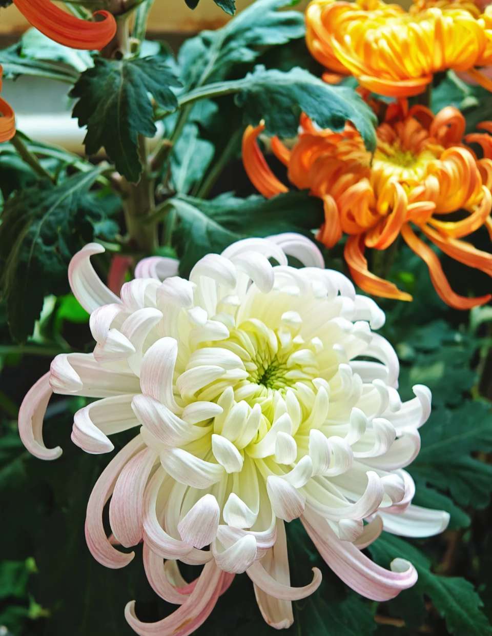 【作家专刊】菊花吟||成都砚田耕夫(图3)