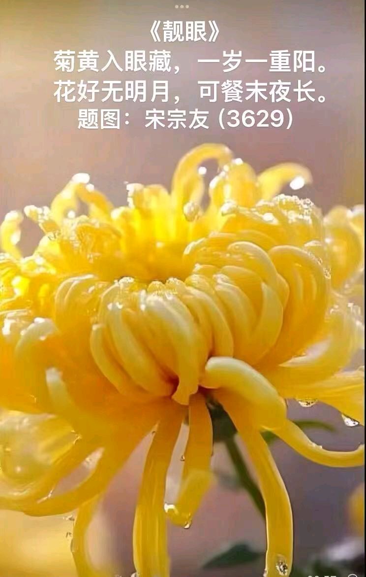 题图诗3629《靓眼》作者宋宗友（吉林）编辑孙秀兰20261024（图4）