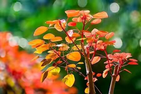 满庭芳‖枫叶红了（七律四首·同韵七阳）（图4）