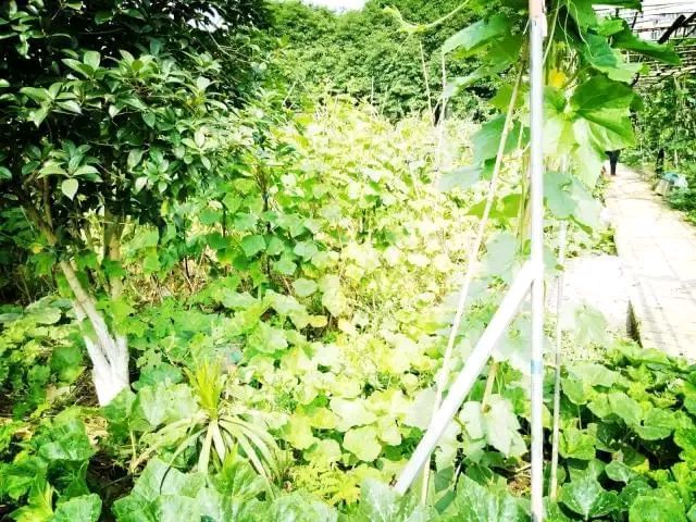 诗人江冬生急章集（图5）