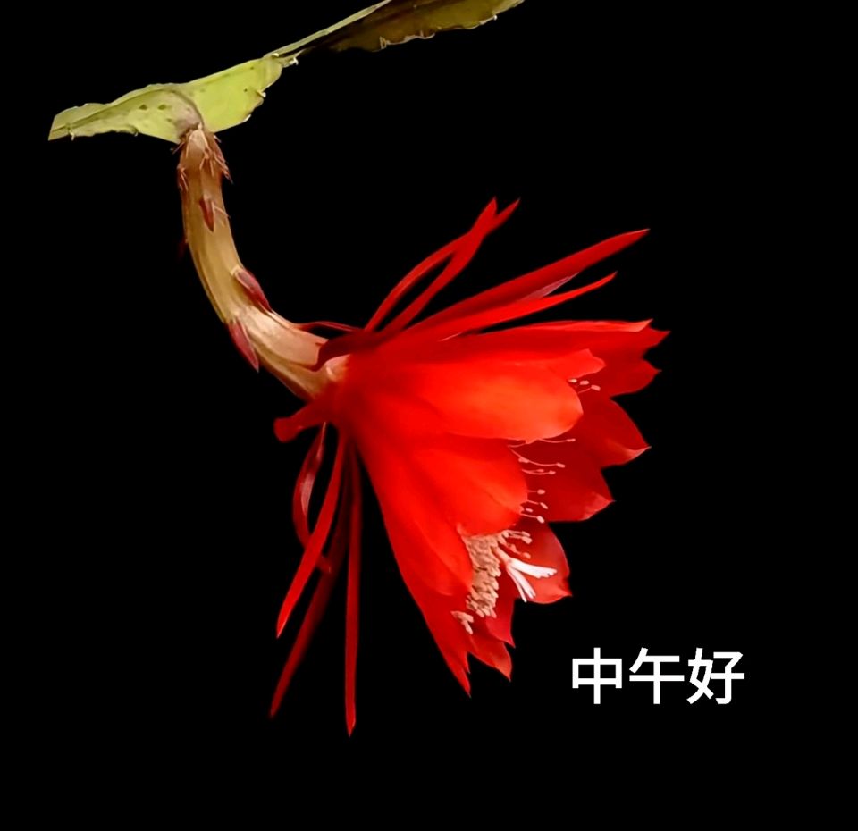 【都市头条成都文苑编辑部】主编周原翁;诗文作者屈军强.秦牛.翟功印.何俊锋.温泉山.(图15)