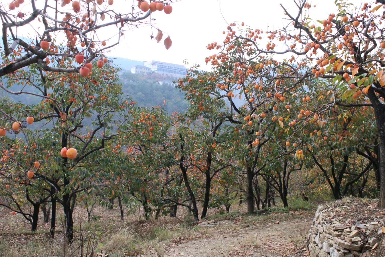 红柿满山野 古村焕新颜——临朐五井镇第九届柿文化旅游季精彩启幕(图9)