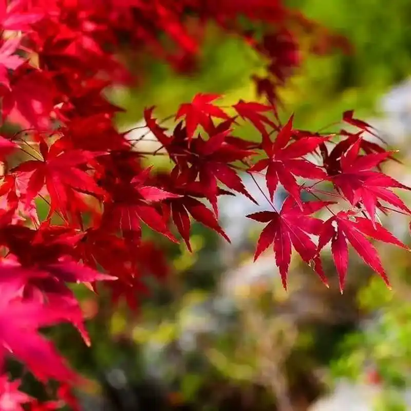 聆听 ‖ 刘子冰朗诵《深秋的印象》作者/刘伙力（图5）