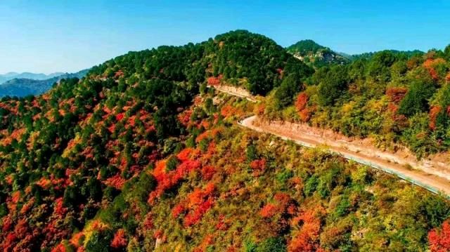 陕西张志民《红叶原是大地的母亲》（图9）
