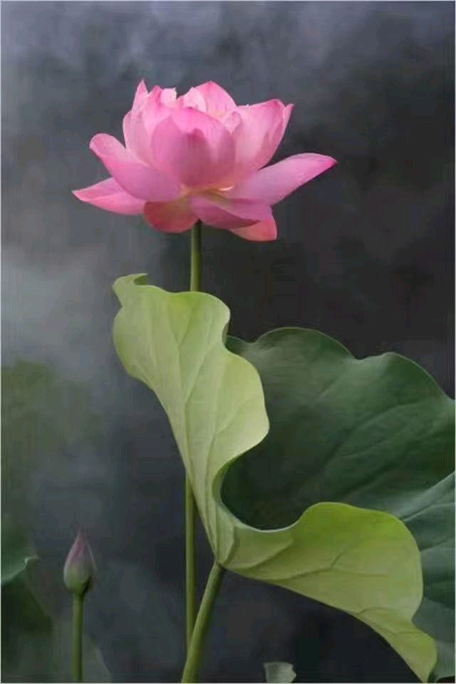 聆听 ‖ 振岺朗诵《白莲花的传说》作者/周峰（图3）