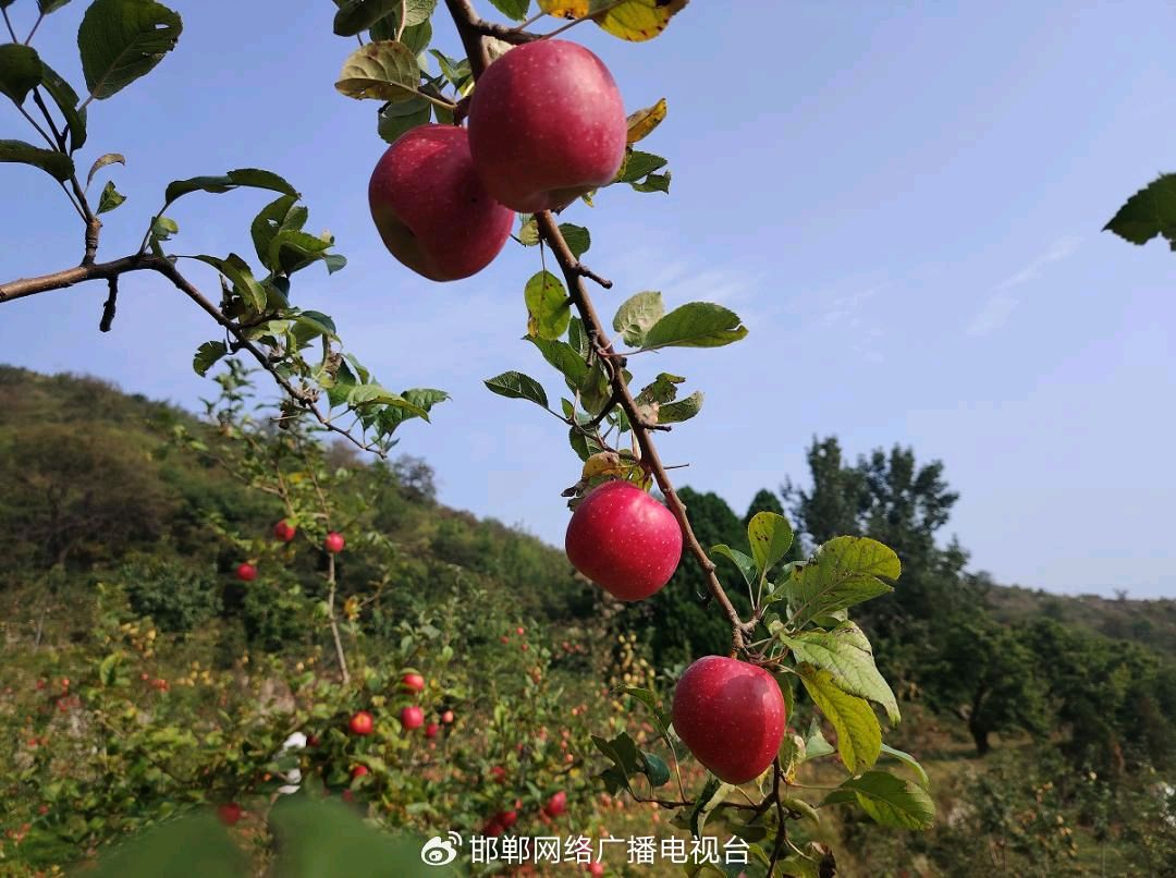 《中华好诗词》隆重推出(宁夏银川)著名诗人马利明先生《八声甘州.秋兴九首》敬请雅鉴(图5)