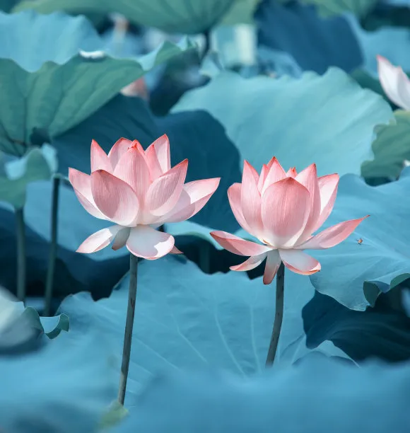 永福寺,黄墙拐个弯(散文) 陈晓明