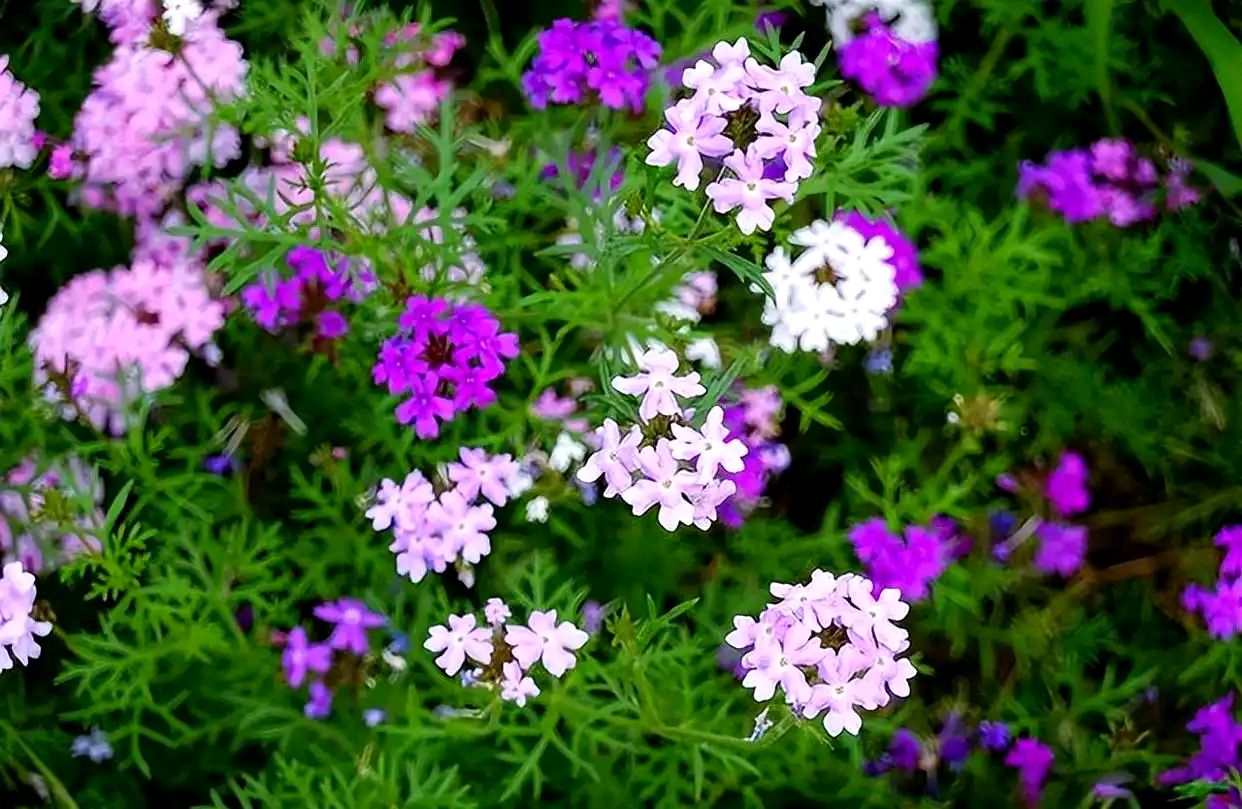 【明心文学】水川/百花争艳组诗（85）七律四首 主播/云雾（图5）