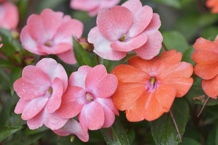 【明心文学】水川/百花争艳组诗（85）七律四首 主播/云雾（图2）