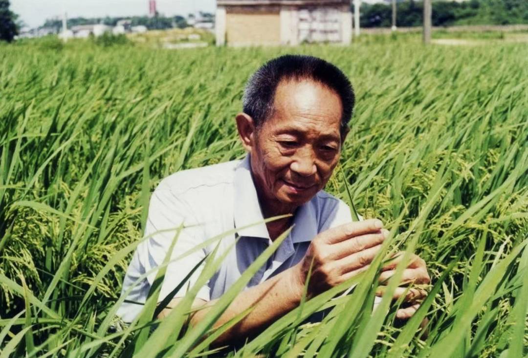 诗朗诵《致袁隆平先生》作者:乔仁卯 ║朗诵:张 鉴