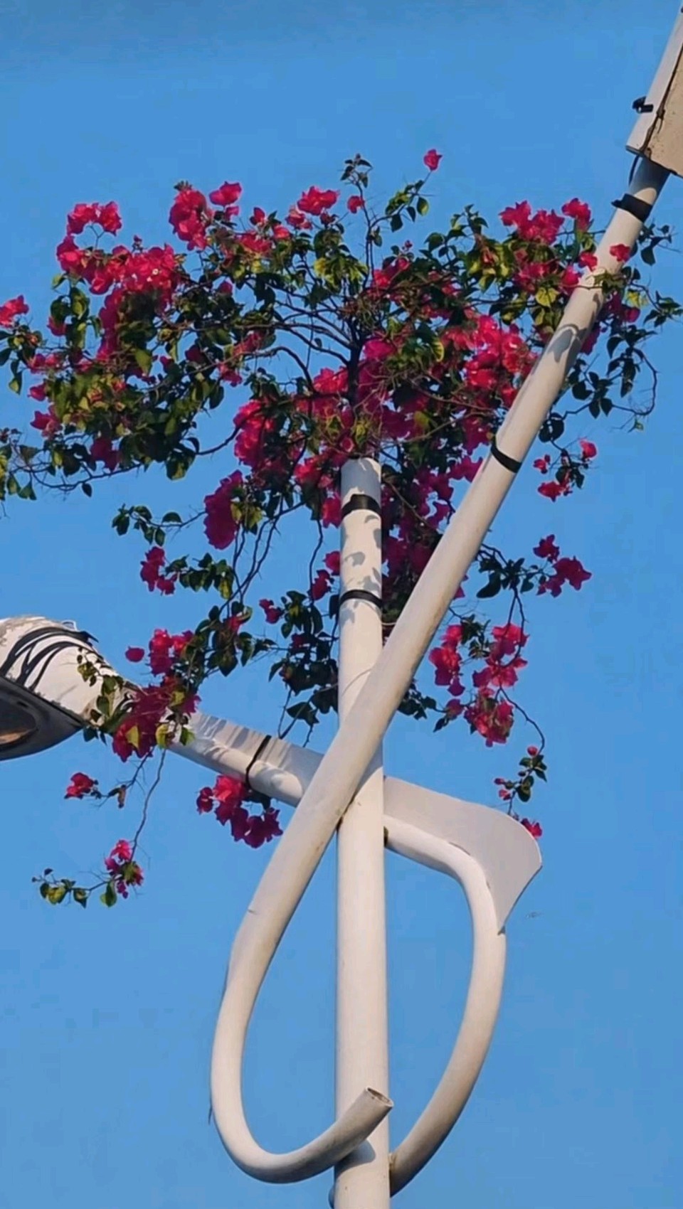 儋州灯杆三角梅~赵景阳(河北)(图5)