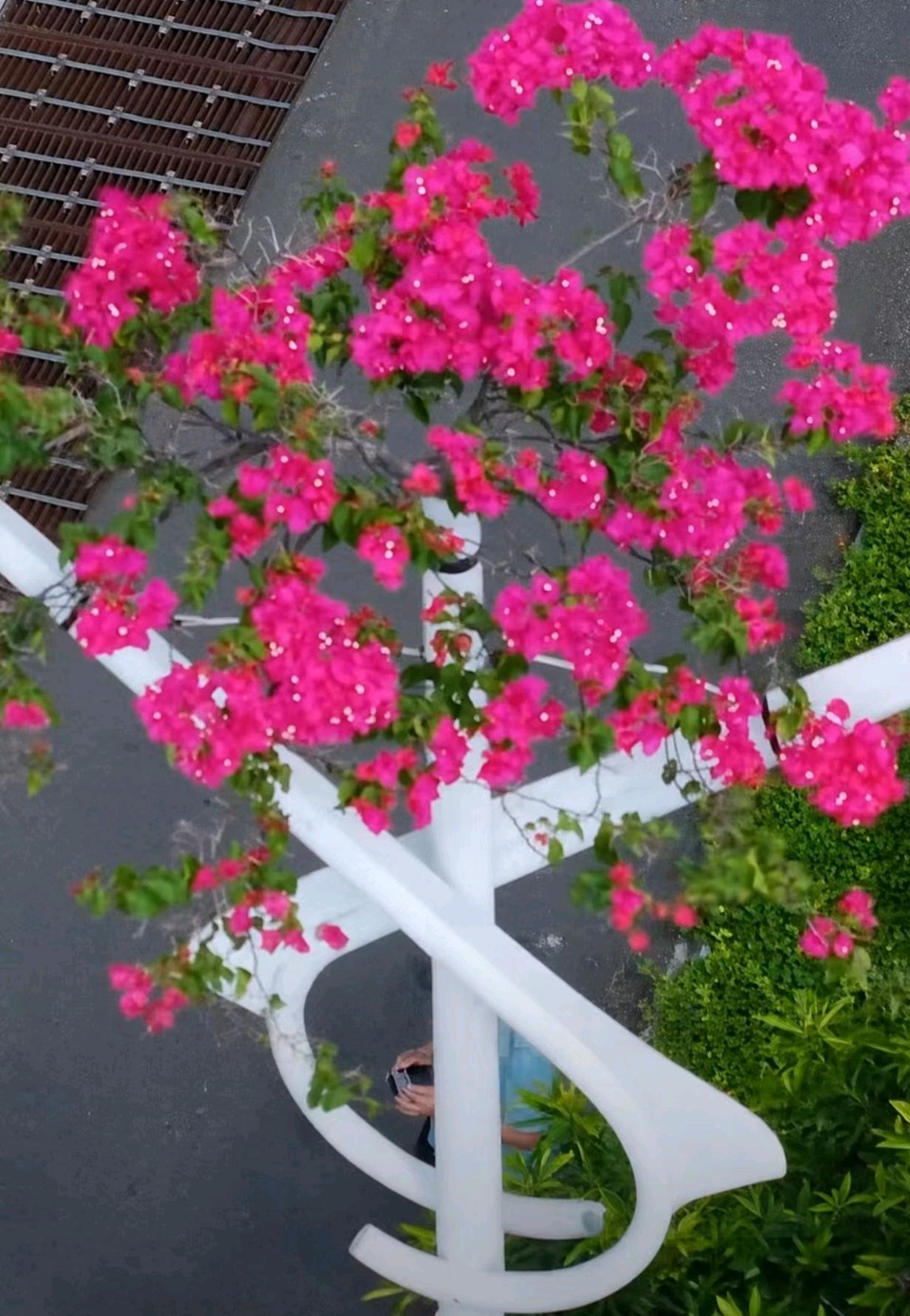 儋州灯杆三角梅~赵景阳(河北)(图12)