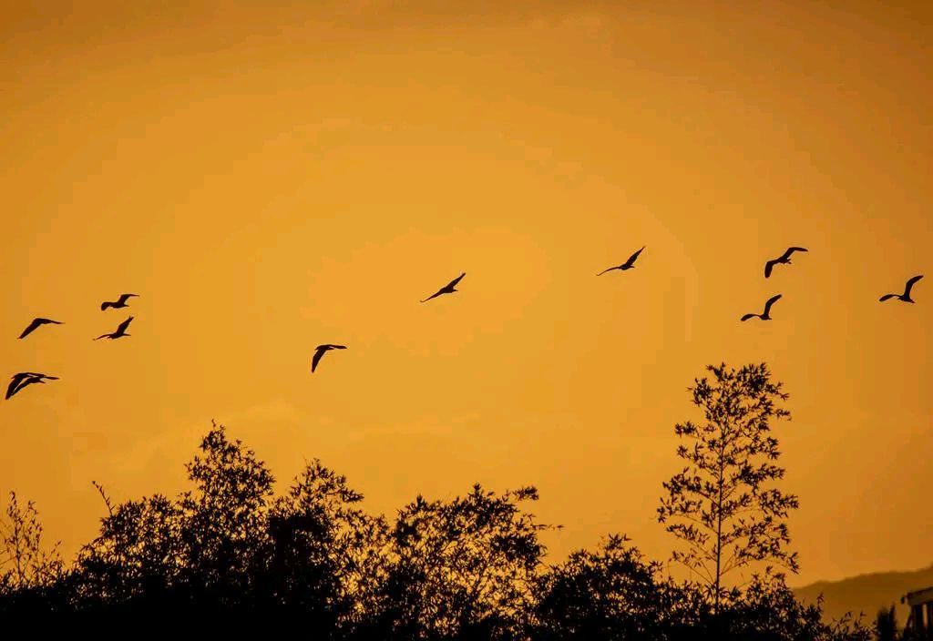 南歌子·晚秋得句（外一首） 作者:金夜（兰州）（图2）